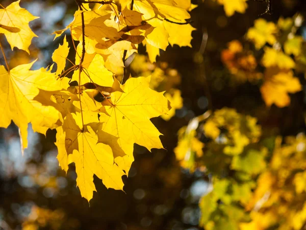 Осень Сочные Солнечные Кленовые Листья Полосками Крупным Планом Фоне Ярких — стоковое фото