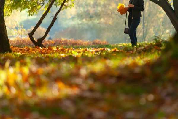 unusual perspective on the fallen yellow leaves and the silhouette of a girl holding a bouquet of yellow leaves on a sunny autumn day