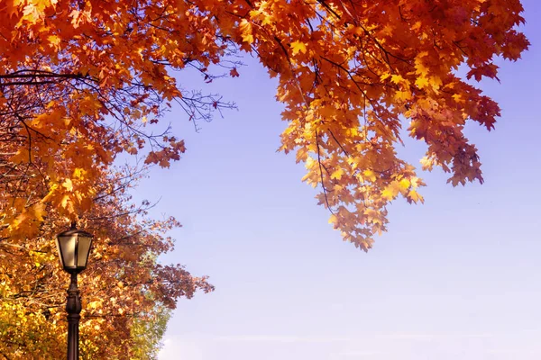 Красивый Осенний Фон Осенний Прозрачный Воздух Парке Солнечная Погода Сухая — стоковое фото