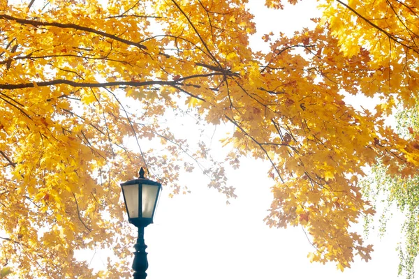 Красивый Осенний Фон Осенний Прозрачный Воздух Парке Солнечная Погода Сухая — стоковое фото