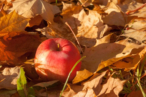 A red apple fallen from a tree is lying on the ground on fallen, faded orange brown maple leaves