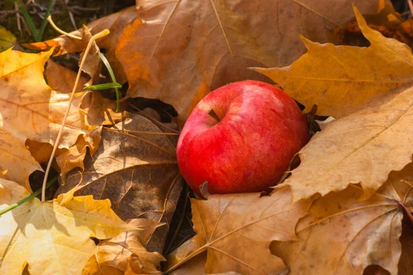 A red apple fallen from a tree is lying on the ground on fallen, faded orange brown maple leaves