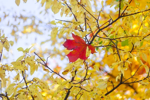 Красный Осенний Кленовый Лист Запутался Ветвях Другого Дерева Желтыми Листьями — стоковое фото