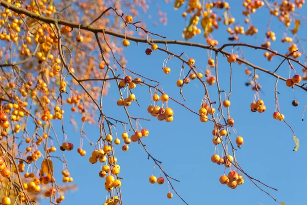 Маленькие Спелые Яблоки Фоне Осеннего Неба Местном Саду — стоковое фото