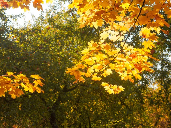 Осень Сочные Солнечные Кленовые Листья Полосками Крупным Планом Фоне Ярких — стоковое фото