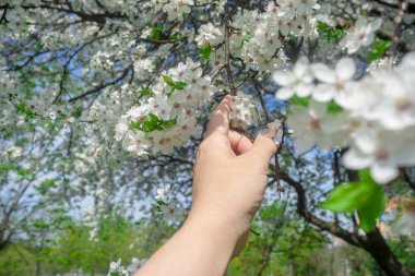 Bir elini yeni çiçek meyve ağacı çiçek tutuyor. Doğa bahçede kış uykudan uyanma. Çiçekli meyve ağaçları ile güneşli ilkbahar geç.