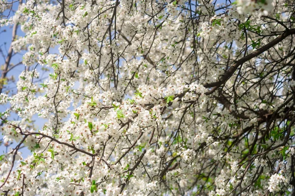 Probouzení Přírody Zimního Spánku Pozdní Jarní Slunečné Kvetoucí Ovocné Stromy — Stock fotografie