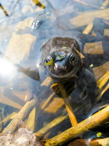 Unga Nyfikna Våta Groda Med Utstående Ögon Kikar Vattnet Dammen — Stockfoto