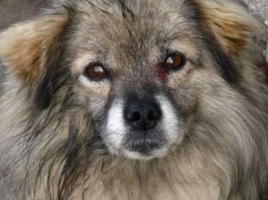 Kabarık, evsiz, melez, dvorgyaga köpek oturur ve ileri görünüyor. Mutsuz köpeğe bir savaşta alınan sıfırdan bir göz ucuyla iltihaplı. Sorumlu olanlar tamed.