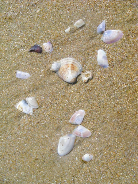 Pequeñas Conchas Moluscos Arrojados Desde Agua Del Mar Arena Playa — Foto de Stock