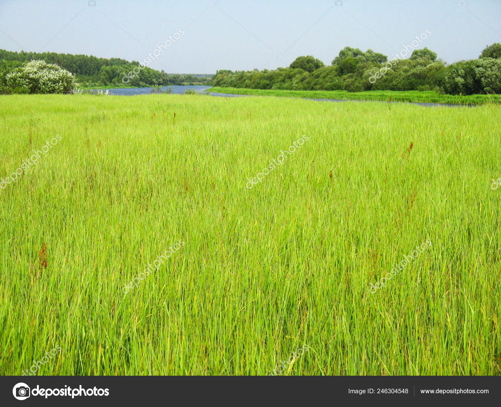 High Yellow Green Light Green Grass Flood Meadow Summer Sunny Stock Photo  by ©shershavaja 246304548