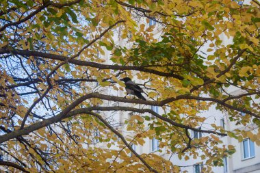 Karga sarı sonbahar ıhlamur ağacı ve caws kendi dilinde bir dalı oturur. Yağmur damlaları ve bulutlar olmadan net sonbahar hava kentsel kuşlar mutlu.