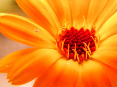 Calendula temelinde yapılan hazırlıkları merkezi sinir sistemi üzerinde sakinleştirici bir etkisi, refleks uyarılabilirlik azaltmak, patojenler bir dizi karşı bir bakteri yok edici etkisi var.