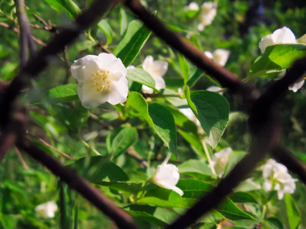 A branch of jasmine with a white delicate flower looks out through the netting net. Delicate flower bred in a cage.