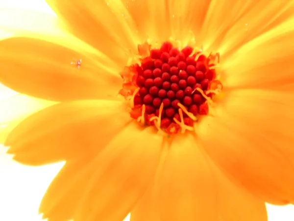 Preparations Made Basis Calendula Have Calming Effect Central Nervous System — Stock Photo, Image