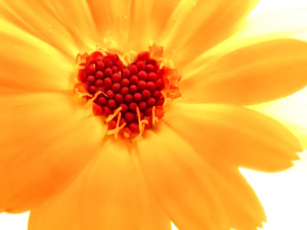 The heart of a blooming calendula flower in the shape of a heart shows the friendly effect of the substances in this flower to a person. Calendula is used for medical, medicinal purposes.