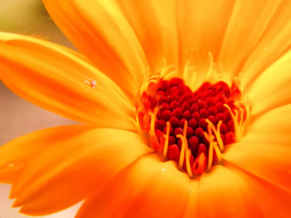 The heart of a blooming calendula flower in the shape of a heart shows the friendly effect of the substances in this flower to a person. Calendula is used for medical, medicinal purposes.