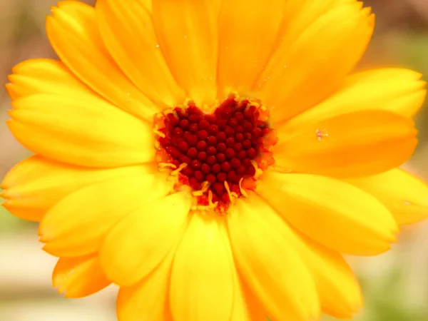 Bir kalp şeklinde bir çiçek açan calendula çiçek kalbinde bir kişiye bu çiçek maddeler dostu etkisini gösterir. Calendula tıbbi, tıbbi amaçlar için kullanılır.