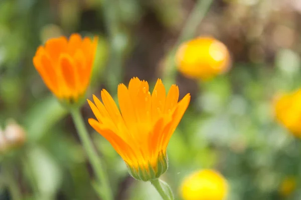 Förberedelser Görs Grundval Ringblomma Har Lugnande Effekt Centrala Nervsystemet Minska — Stockfoto