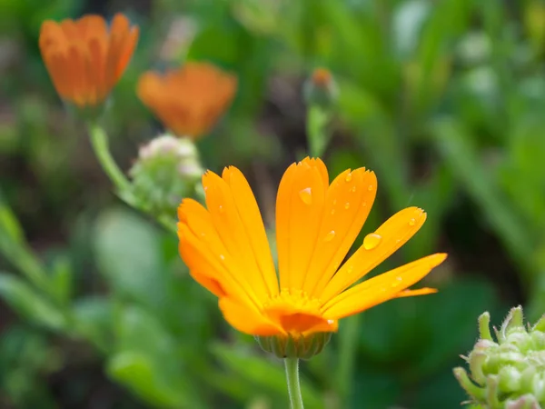 Förberedelser Görs Grundval Ringblomma Har Lugnande Effekt Centrala Nervsystemet Minska — Stockfoto