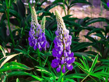 Lupins birkaç güzel çiçekler sahada büyümek ve antik çiçek temsilcisi.