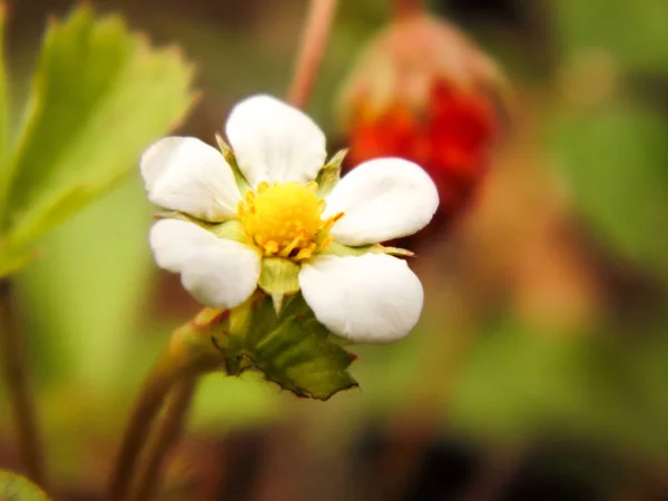 Una Pequeña Flor Tierna Indefensa Fresa Crece Condiciones Naturales Día —  Fotos de Stock