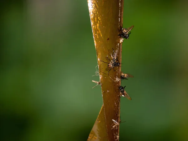 Killed flies on sticky tape. Fight against annoying insects. The way to eliminate annoying flies. The flies are trapped.