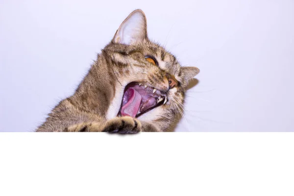 Забавный Серый Кот Табличкой Пробелами Текста Прекрасная Кошка Желтыми Глазами — стоковое фото