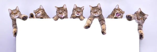 Grupa Szarych Futer Zagląda Góry Białej Kartki Papieru Koty Posiadają — Zdjęcie stockowe