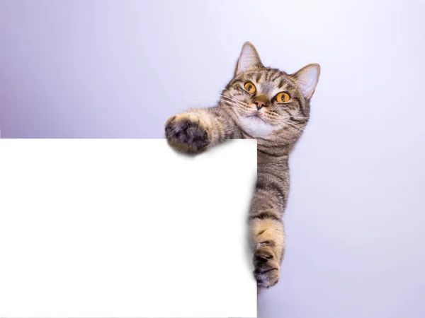 Gris Divertido Gato Tabby Mostrando Pancarta Con Espacio Para Texto — Foto de Stock
