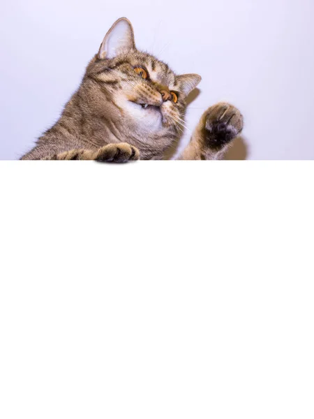 Zabawny Szary Kot Mora Pokaż Afisz Miejsca Tekst Piękny Kot — Zdjęcie stockowe