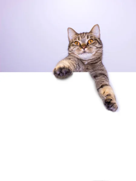 Legrační Šedá Mourovatá Kočka Ukazují Cedulky Prostorem Pro Text Krásná — Stock fotografie