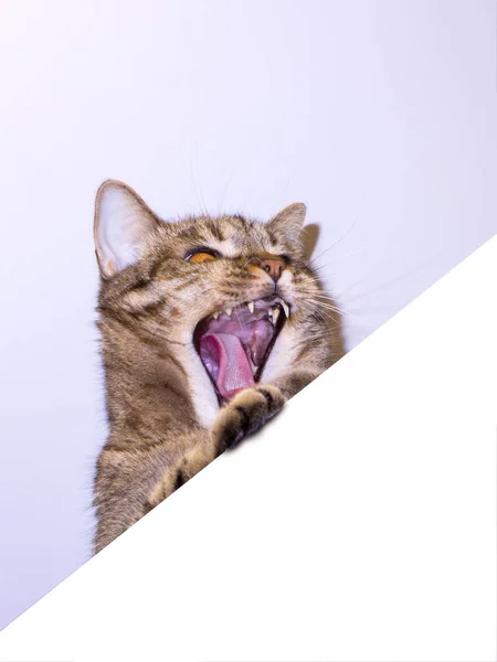 Afiş metin için yer ile gösterilen komik gri tekir kedi. Tabela holding sarı gözlü sevimli kedi. Kedinin pençeleri üzerinde boş beyaz afiş bakmak yukarıya ile başın üst.