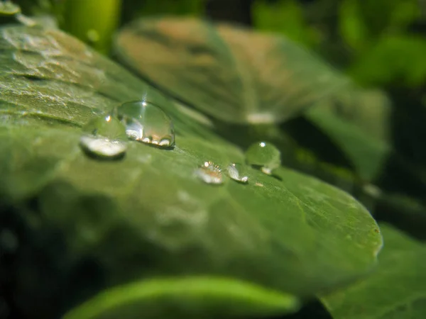 Bright Transparent Drop Dew Pea Leaf Morning Garden Drop Rain — Stock Photo, Image