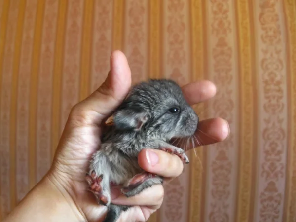 Filhote Cachorro Chinchila Pequeno Facilmente Encaixa Sua Palma Bonito Animal — Fotografia de Stock