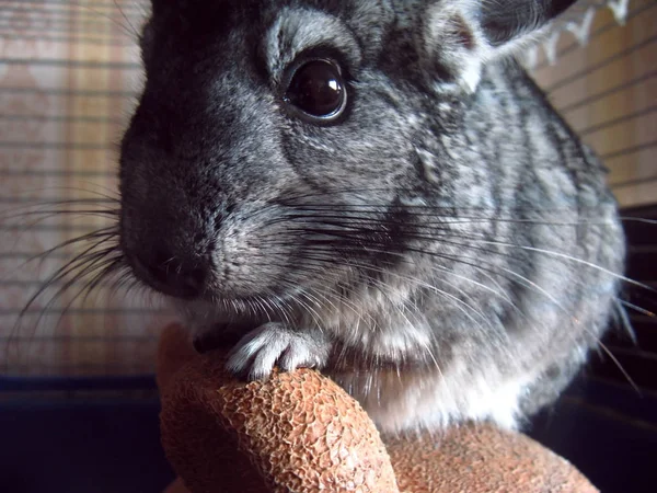 Little chinchilla with black beady eyes sits in a cage. A small animal is contained in a cage in the apartment. Exotic pet with soft soft hair.