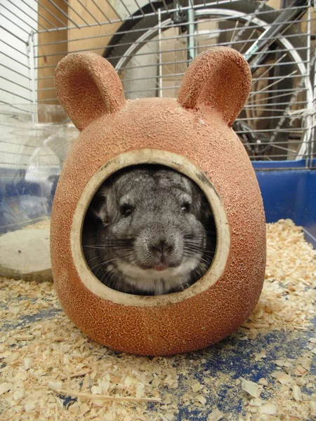 Little chinchilla with black beady eyes sits in a cage. A small animal is contained in a cage in the apartment. Exotic pet with soft soft hair.