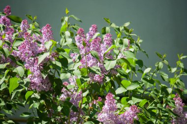 İhale mor leylak güzel yoğun çalılar
