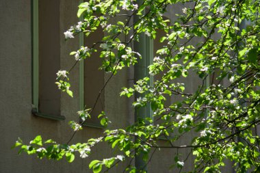 Meyve veren elma ağacının güzel dalları 