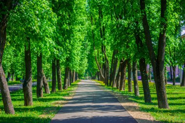 An asphalt footpath passes through a city park surrounded by tal