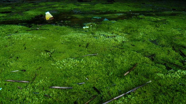 Grüner smaragdgrüner Teppich aus weichem, sanftem Waldmoos — Stockfoto