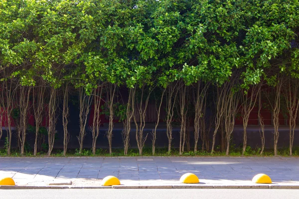 Dense crown of young trees on thin stems in the streets.