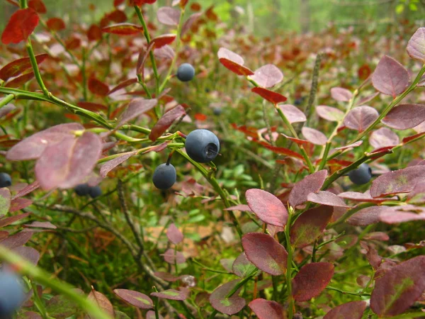 아름다운 육즙이 열매는 조건에서 발견됩니다 덤불에 최고의 비타민은 블루베리입니다 숲에서 — 스톡 사진