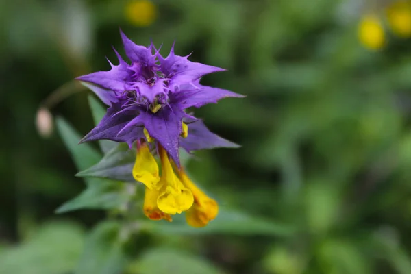 美しい明るい森の野生の花イワンダマリア. — ストック写真