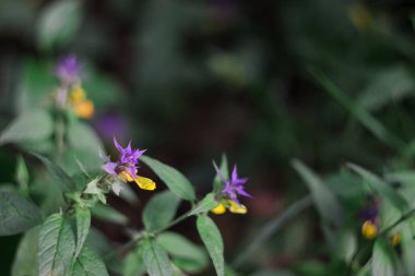 Güzel parlak orman kır çiçekleri Ivan da Marya. 