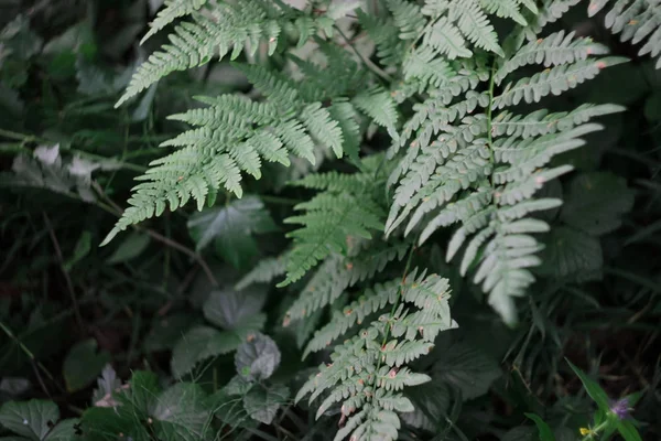 Fern leaves in the forest. Dark gloomy leaves of low bushes. — Stock Photo, Image
