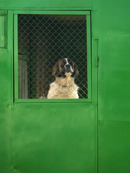 Grote Sint Bernard Hond Staat Zijn Achterpoten Binnenshuis Kijkt Uit — Stockfoto