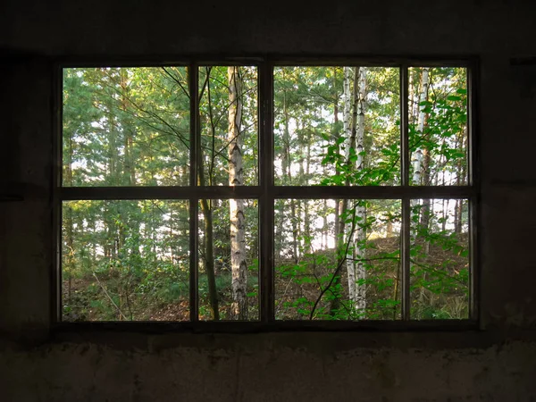 Wildernis van het bos en een verlaten huis. — Stockfoto