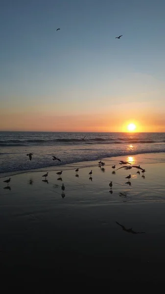 Sakin bir sahil günbatımında okyanus dalgaları üzerinde uçan martılar. Altın güneş ışığı ufukta batarken suya yansıyarak huzurlu ve atmosferik bir kıyı manzarası yaratıyor..