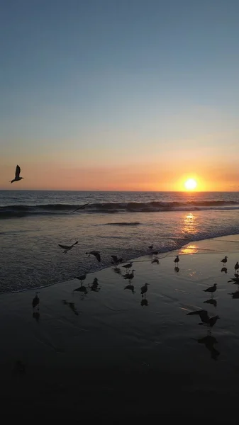 Sakin bir sahil günbatımında okyanus dalgaları üzerinde uçan martılar. Altın güneş ışığı ufukta batarken suya yansıyarak huzurlu ve atmosferik bir kıyı manzarası yaratıyor..